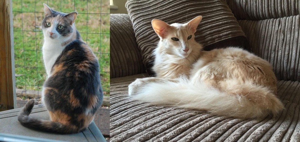 Oriental Longhair vs Dilute Calico - Breed Comparison
