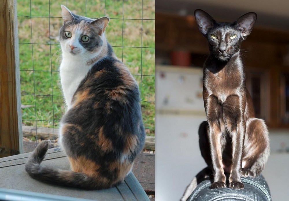 Oriental Shorthair vs Dilute Calico - Breed Comparison