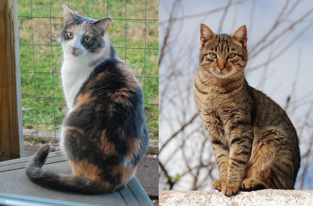 Tabby vs Dilute Calico - Breed Comparison