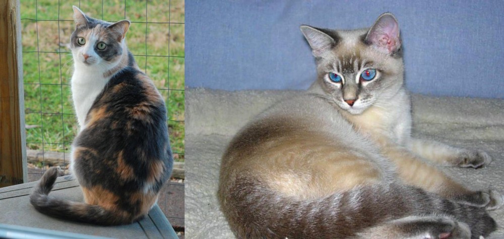 Tiger Cat vs Dilute Calico - Breed Comparison