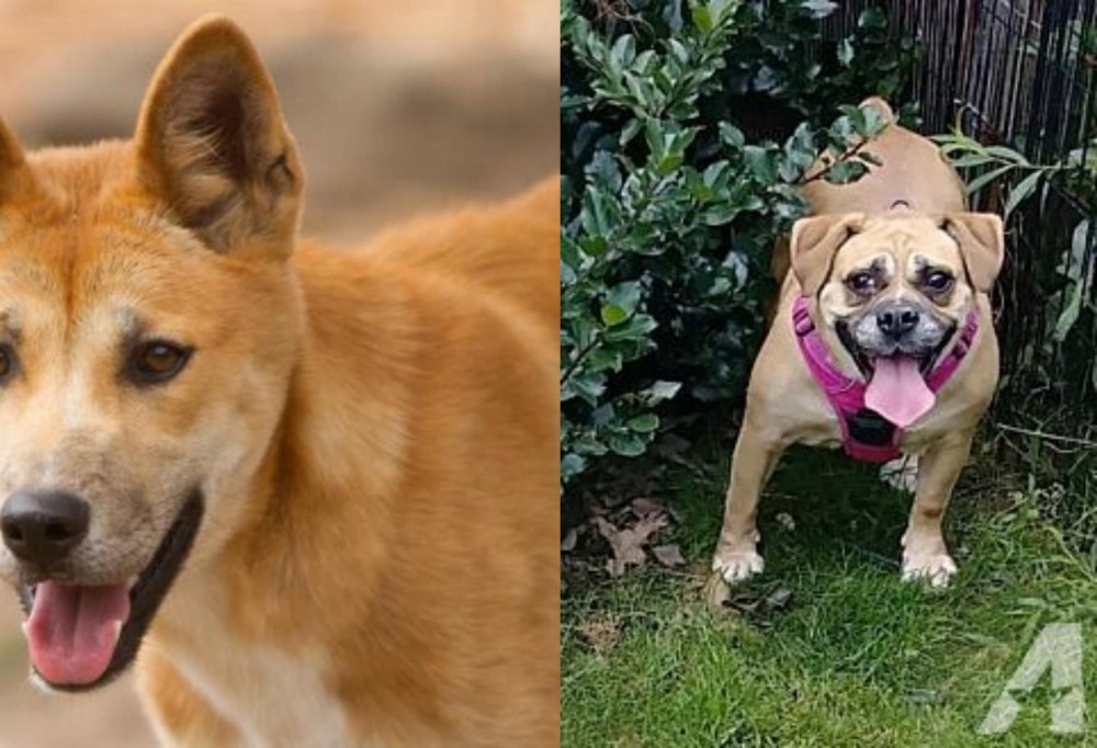 Beabull vs Dingo - Breed Comparison