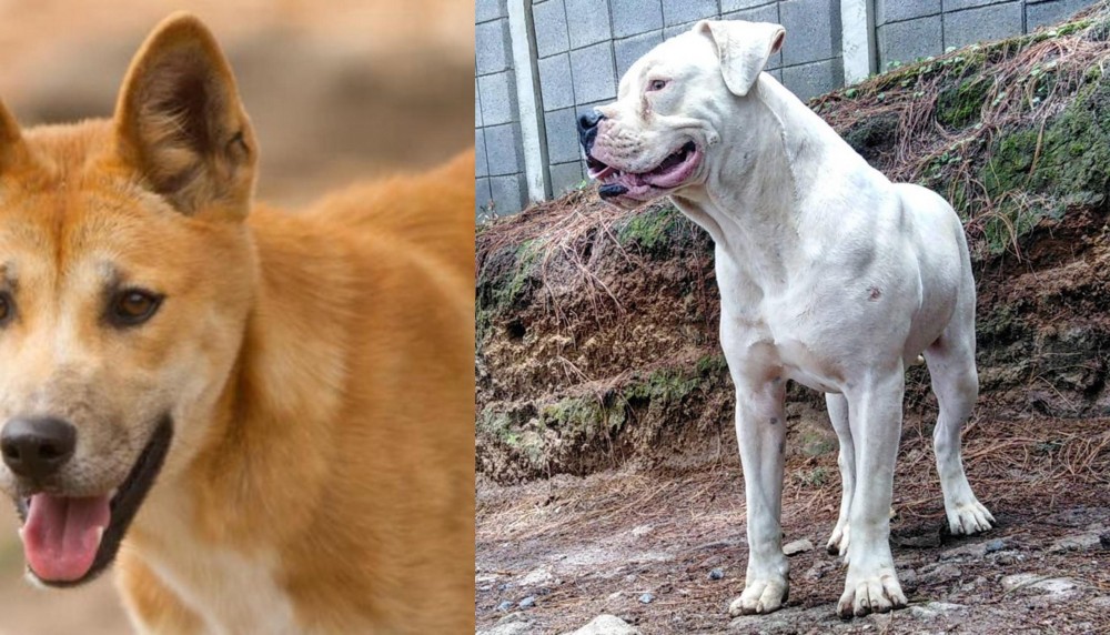 Dogo Guatemalteco vs Dingo - Breed Comparison