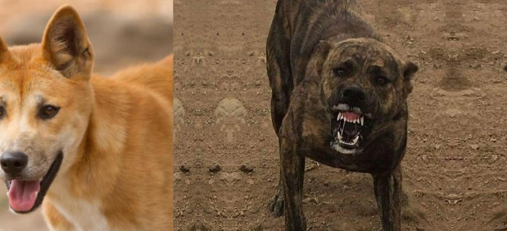 Dogo Sardesco vs Dingo - Breed Comparison