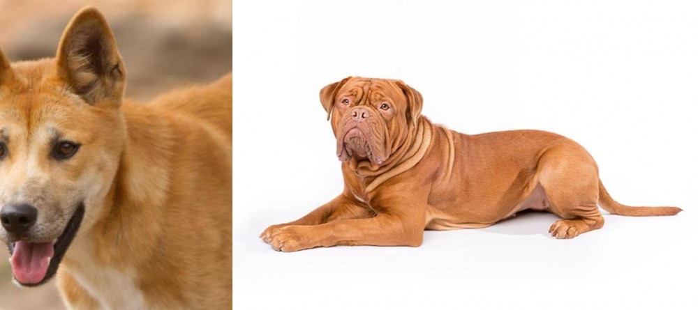 Dogue De Bordeaux vs Dingo - Breed Comparison