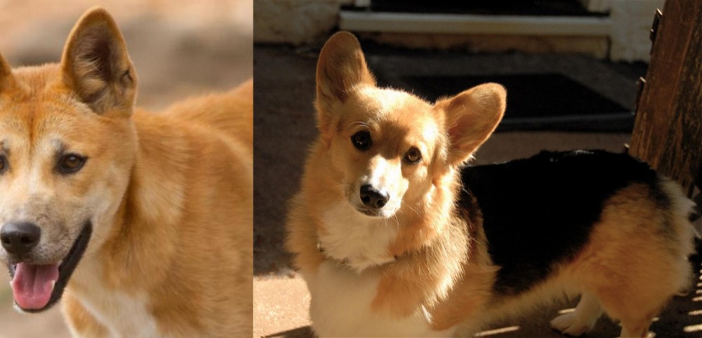 Dorgi vs Dingo - Breed Comparison
