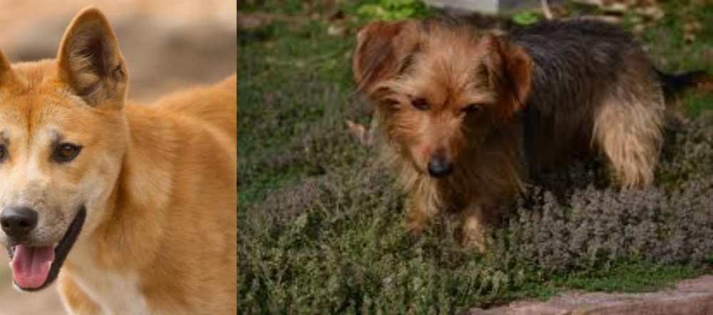 Dorkie vs Dingo - Breed Comparison