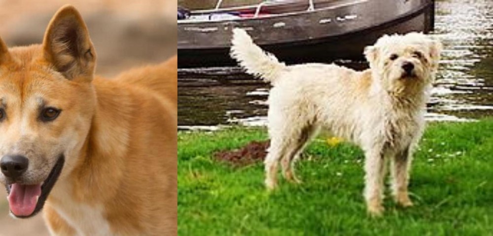 Dutch Smoushond vs Dingo - Breed Comparison