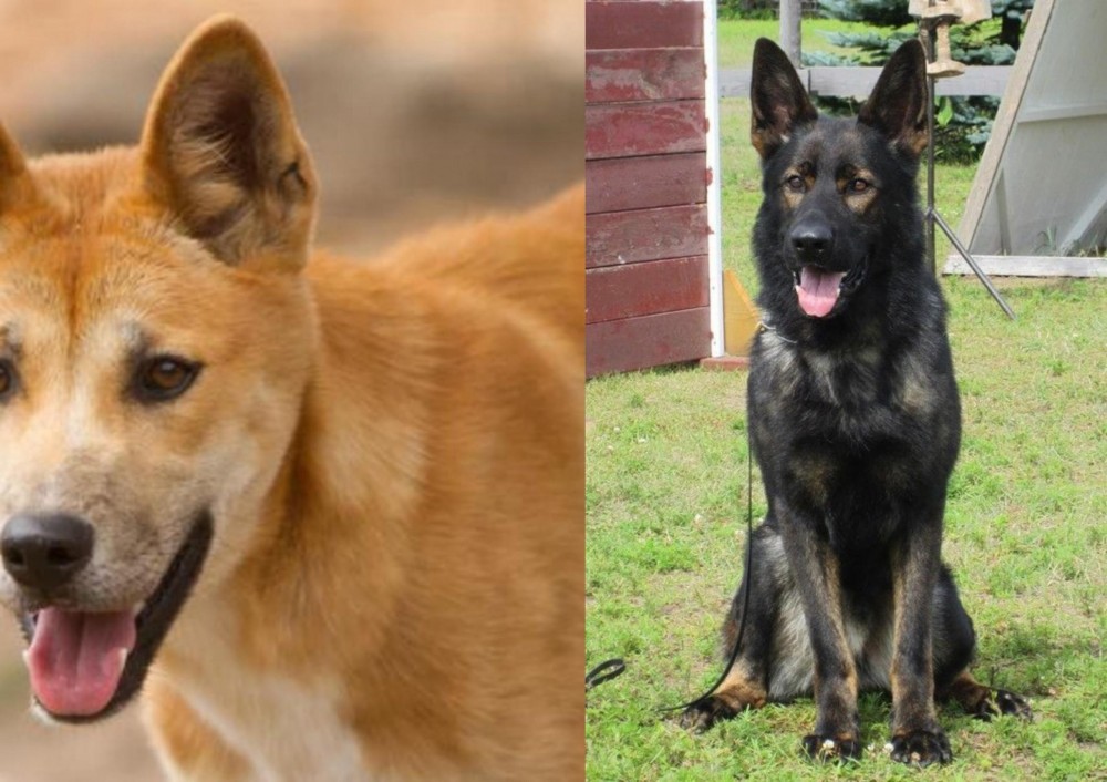 East German Shepherd vs Dingo - Breed Comparison