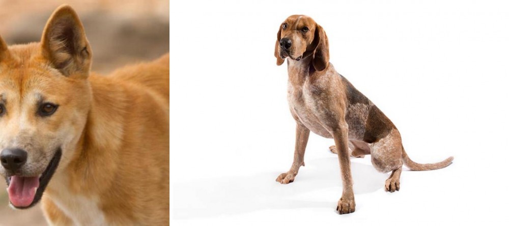 English Coonhound vs Dingo - Breed Comparison
