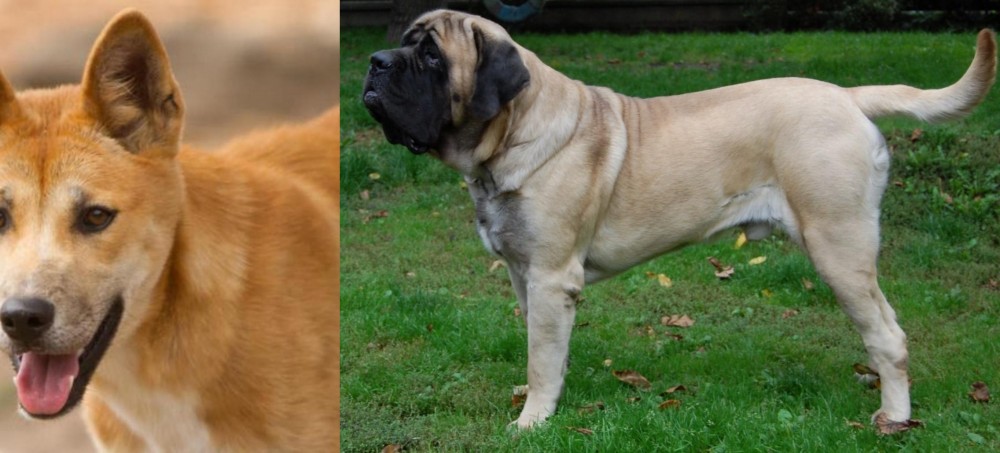 English Mastiff vs Dingo - Breed Comparison