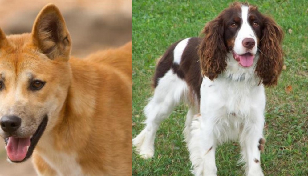 English Springer Spaniel vs Dingo - Breed Comparison