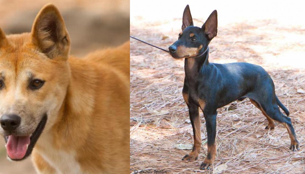 English Toy Terrier (Black & Tan) vs Dingo - Breed Comparison