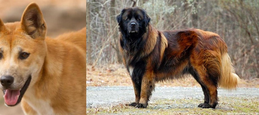 Estrela Mountain Dog vs Dingo - Breed Comparison