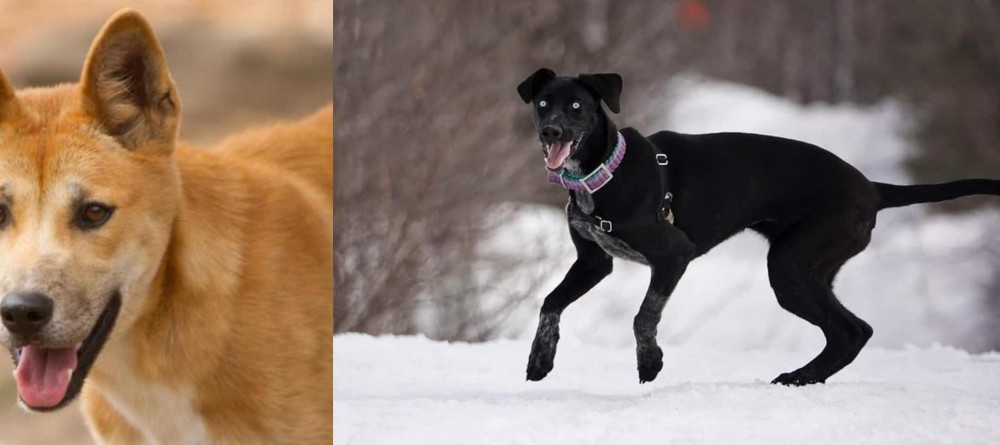 Eurohound vs Dingo - Breed Comparison