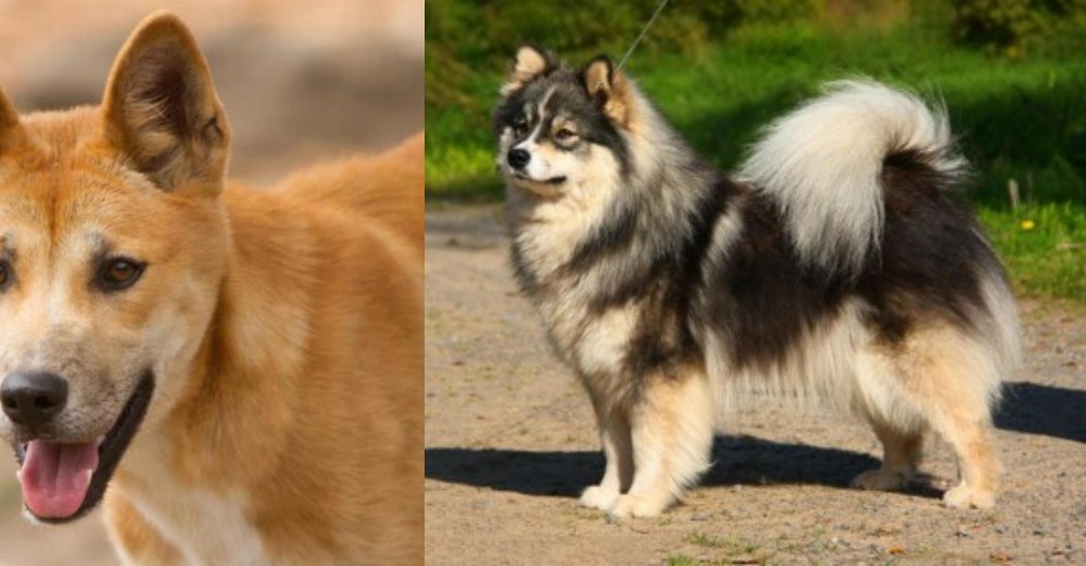 Finnish Lapphund vs Dingo - Breed Comparison