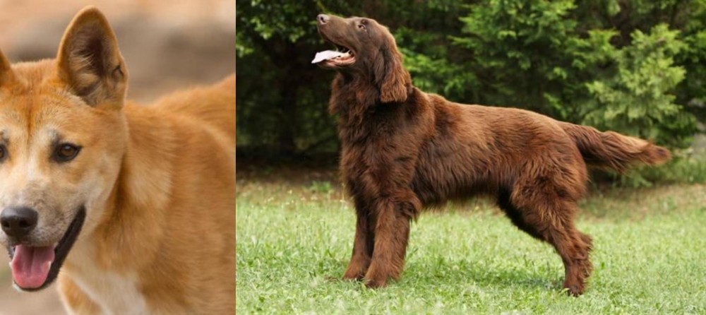 Flat-Coated Retriever vs Dingo - Breed Comparison