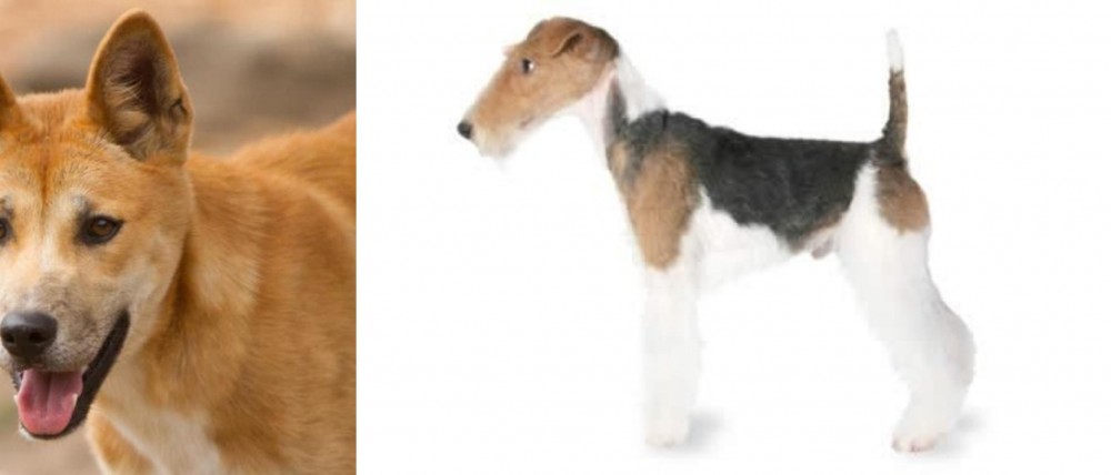 Fox Terrier vs Dingo - Breed Comparison