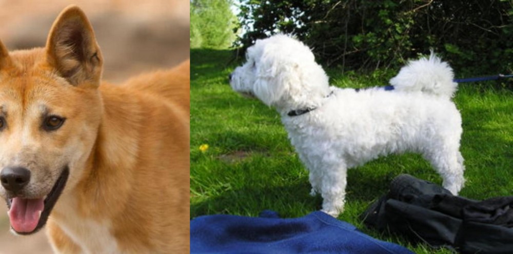 Franzuskaya Bolonka vs Dingo - Breed Comparison