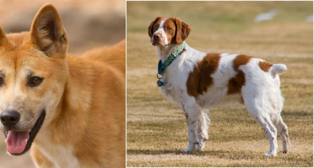 French Brittany vs Dingo - Breed Comparison