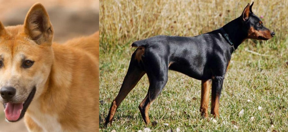 German Pinscher vs Dingo - Breed Comparison