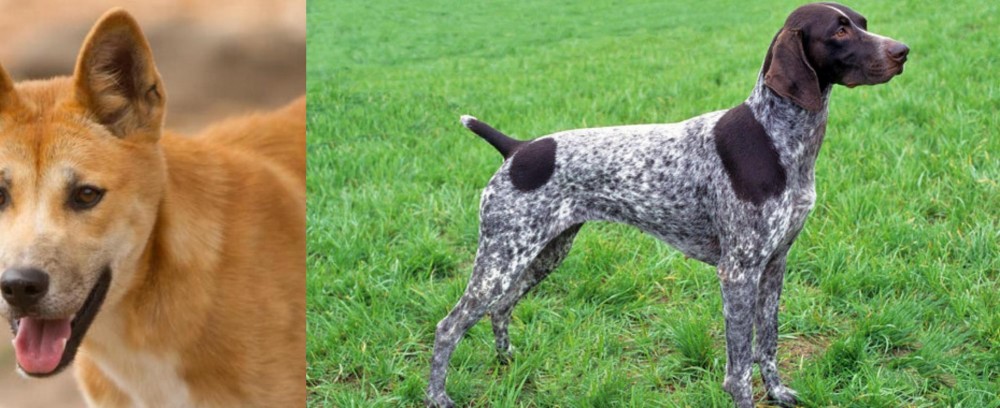 German Shorthaired Pointer vs Dingo - Breed Comparison