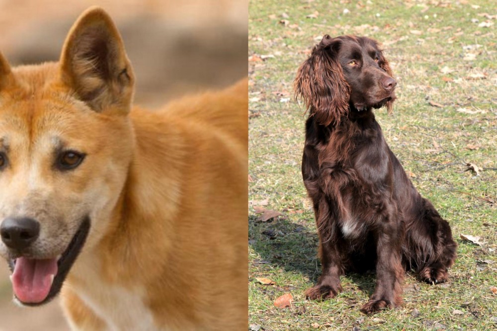 German Spaniel vs Dingo - Breed Comparison