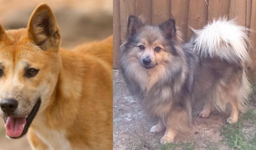 German Spitz (Mittel) vs Dingo - Breed Comparison