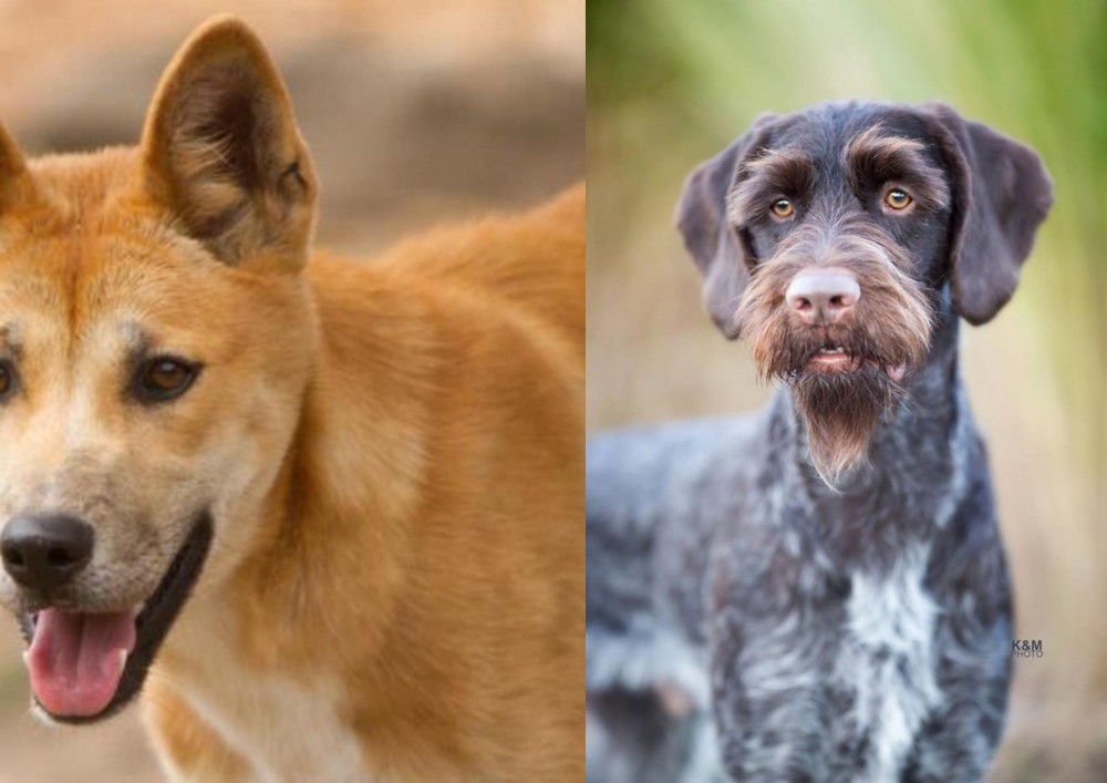 German Wirehaired Pointer vs Dingo - Breed Comparison