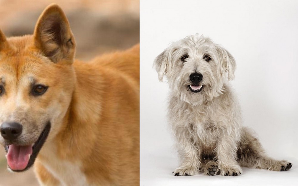Glen of Imaal Terrier vs Dingo - Breed Comparison