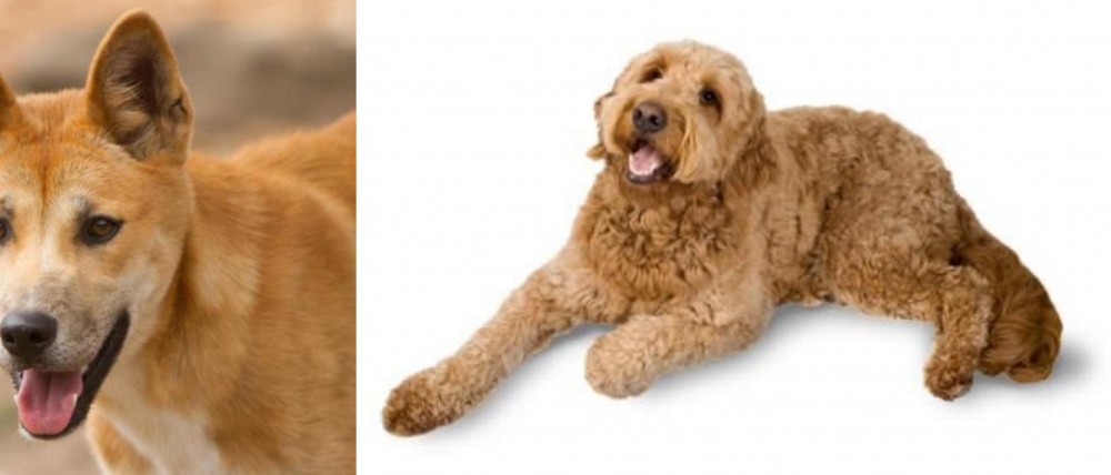 Golden Doodle vs Dingo - Breed Comparison
