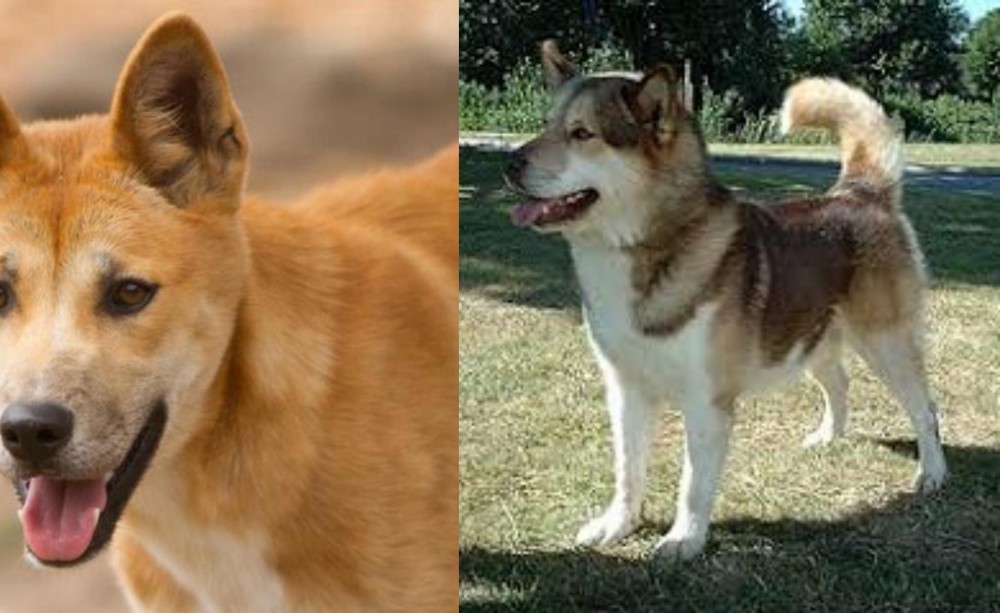 Greenland Dog vs Dingo - Breed Comparison