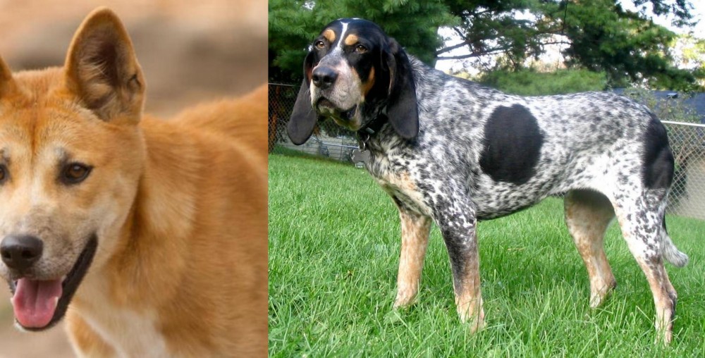 Griffon Bleu de Gascogne vs Dingo - Breed Comparison