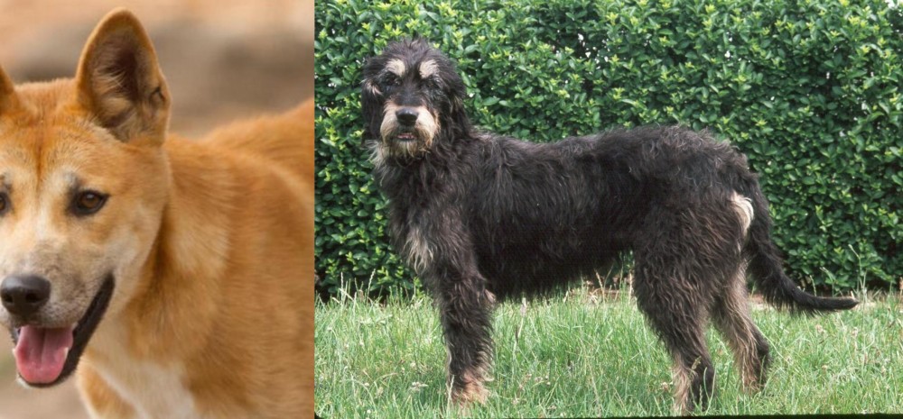 Griffon Nivernais vs Dingo - Breed Comparison