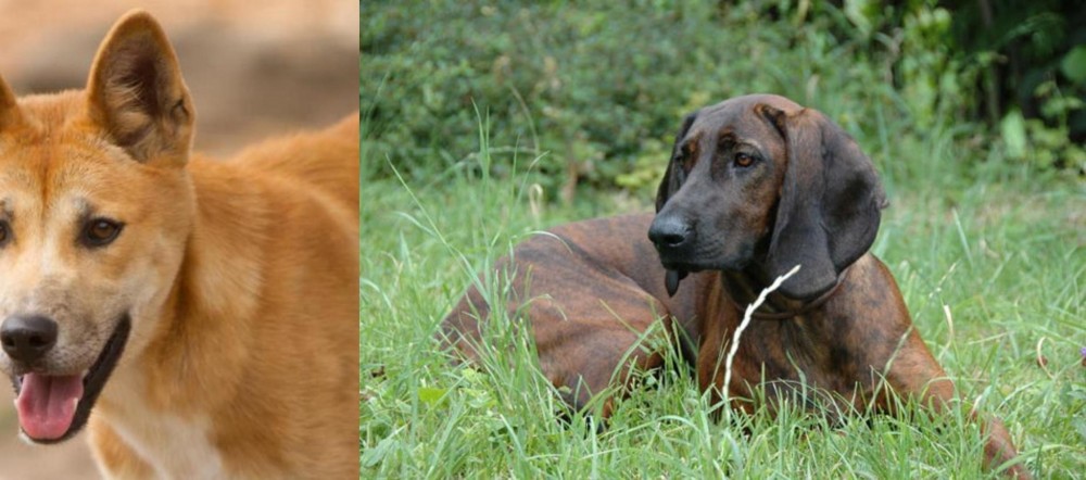 Hanover Hound vs Dingo - Breed Comparison