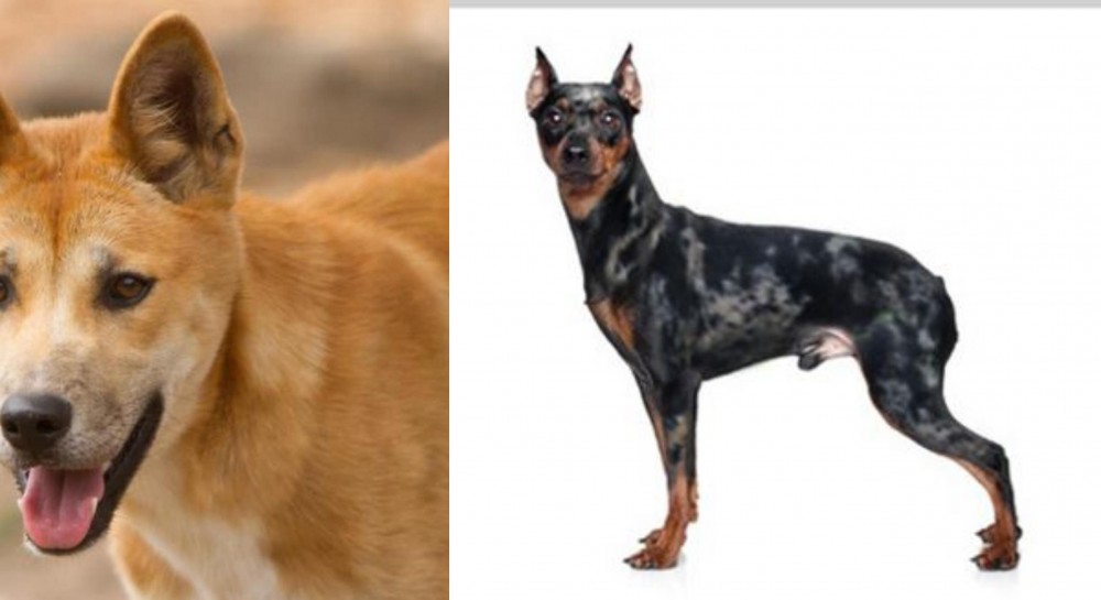 Harlequin Pinscher vs Dingo - Breed Comparison