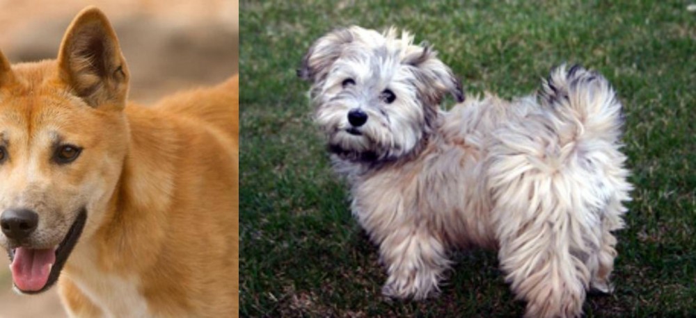 Havapoo vs Dingo - Breed Comparison