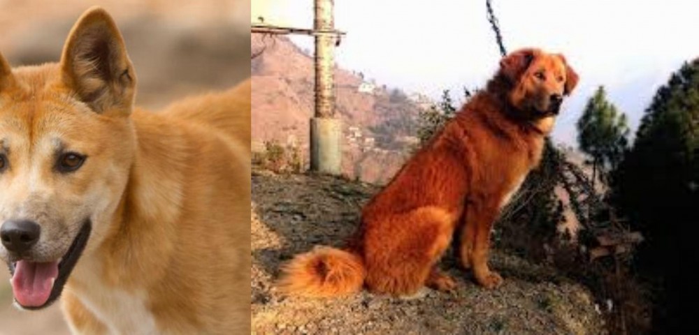 Himalayan Sheepdog vs Dingo - Breed Comparison