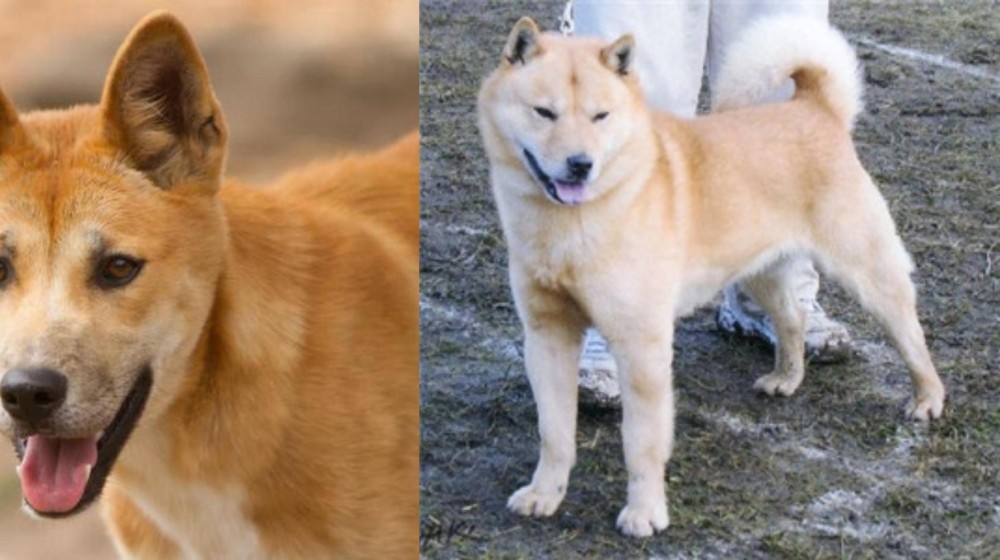 Hokkaido vs Dingo - Breed Comparison