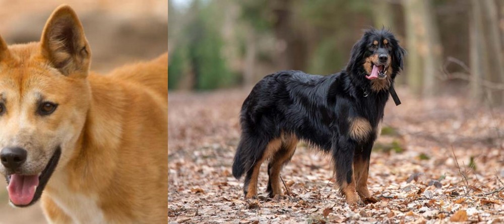Hovawart vs Dingo - Breed Comparison
