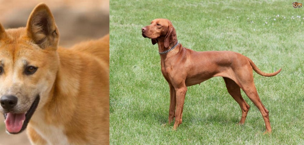 Hungarian Vizsla vs Dingo - Breed Comparison