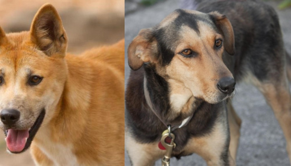 Huntaway vs Dingo - Breed Comparison