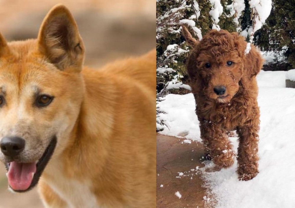 Irish Doodles vs Dingo - Breed Comparison
