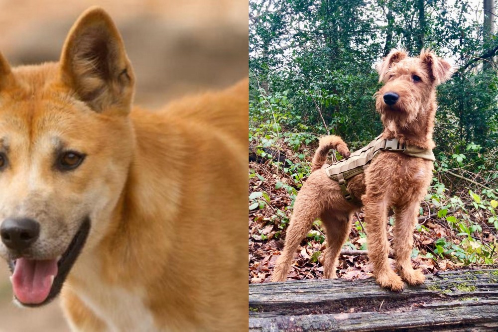 Irish Terrier vs Dingo - Breed Comparison