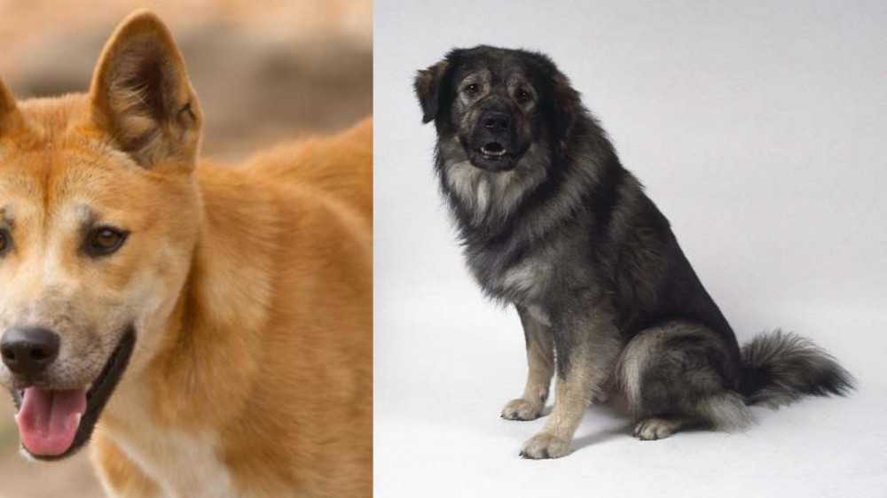 Istrian Sheepdog vs Dingo - Breed Comparison