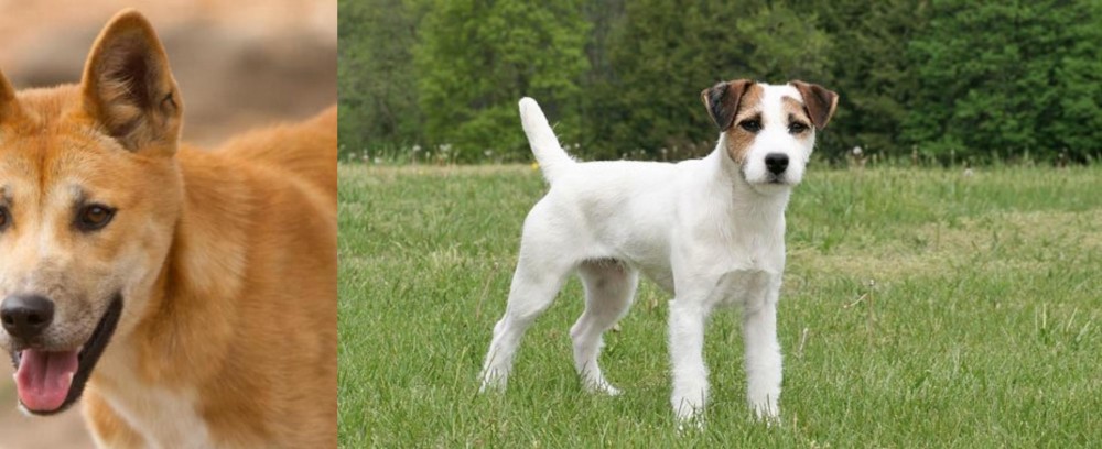 Jack Russell Terrier vs Dingo - Breed Comparison