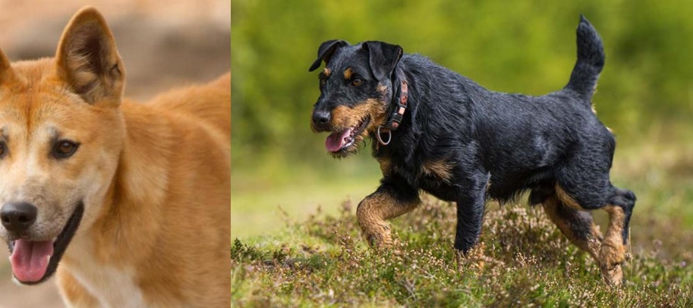 Jagdterrier vs Dingo - Breed Comparison