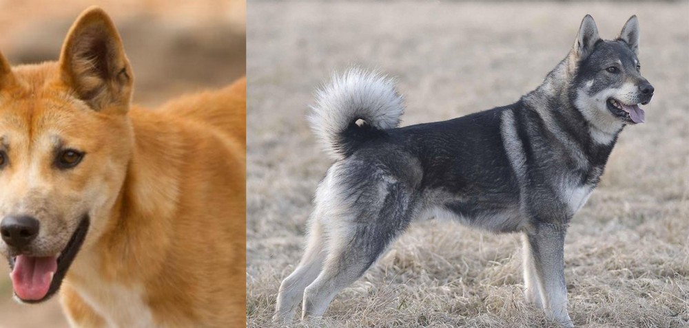 Jamthund vs Dingo - Breed Comparison