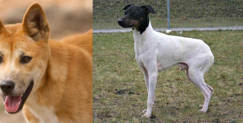 Japanese Terrier vs Dingo - Breed Comparison