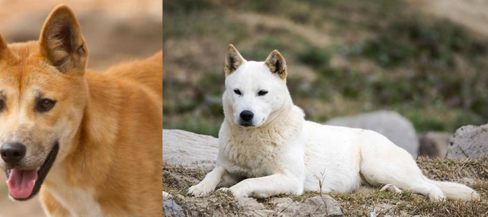 Jindo vs Dingo - Breed Comparison