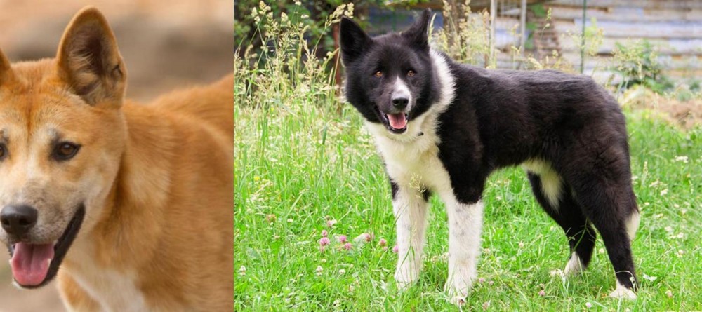 Karelian Bear Dog vs Dingo - Breed Comparison
